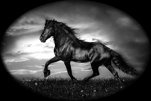 Черный конь - картинки для гравировки